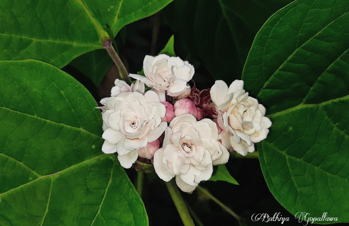 Clerodendrum chinense (Osbeck) Mabb.